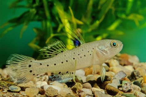 Knight Goby Care Guide Stigmatogobius Sadanundio Fish Laboratory