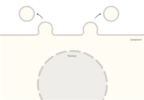 Vesicle Budding (Layout) | BioRender Science Templates