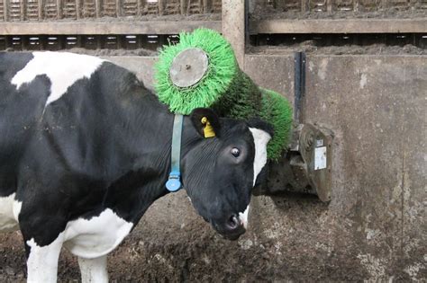 Comfycow Scratch Brush Cowcare Systems