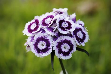 Ultimate Guide to Dianthus Flower Meaning and Symbolism - Petal Republic