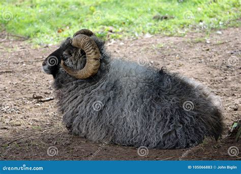 Rare Breed Sheep Stock Image Image Of Farming Sheep 105066883