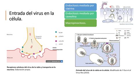 El Virus De La Rabia YouTube