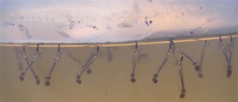 mosquito larvae - Entomology Today