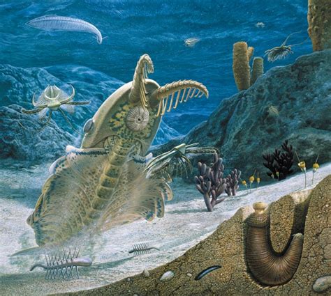 Cambrian Fossils Aka Loads Of Trilobites From Western North America