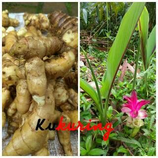 Jual Kunyit Putih Segar 1kg Shopee Indonesia