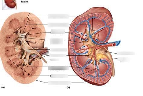 Bsc L Internal Anatomy Of The Kidney Diagram Quizlet