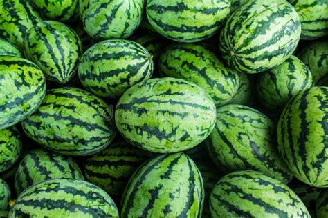 Many Green Sweet Watermelon Stock Image - Image: 44875181