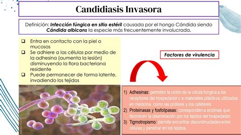 SOLUTION Candidiasis Invasora Neonatal Studypool