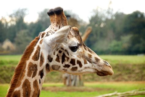 Cotswold Wildlife Park