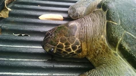 Polícia Ambiental resgata tartaruga marinha em Santos Diário do Litoral