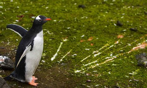 Penguin Poop: Everything You’ve Ever Wanted to Know