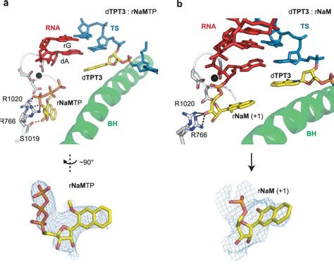 Electron Density Map Of Rnamtp Or Rnam A Unbiased 2fo Fc Omit Electron