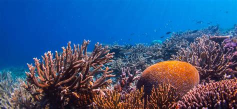 Reef Restoration And Adaptation Program Aims