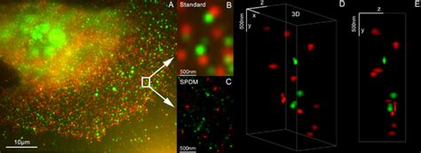 Super Resolution Microscopy Reveals Details Eight Times Smaller Then