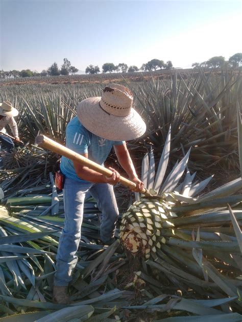 Día Nacional del Tequila Secretaría de Agricultura y Desarrollo Rural