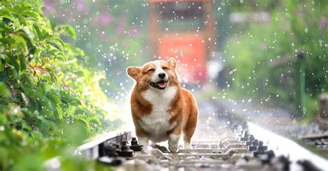 20 Rekomendasi Nama Anjing Lucu Yang Imut Beserta Artinya Pintarpet