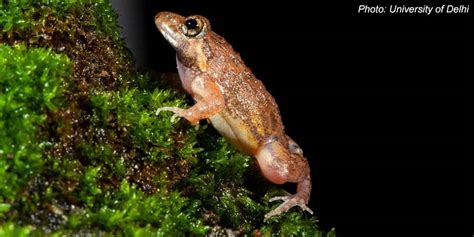 Du Researchers Discover New Frog Species In Western Ghats Species