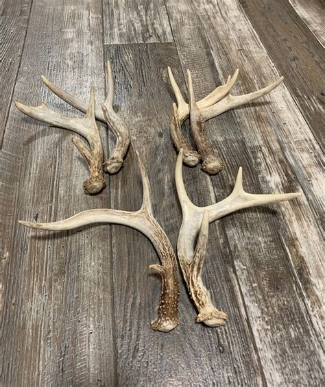 2 Pack Deer Antler. Whole Deer Antler. Craft Grade. Grade A - Etsy