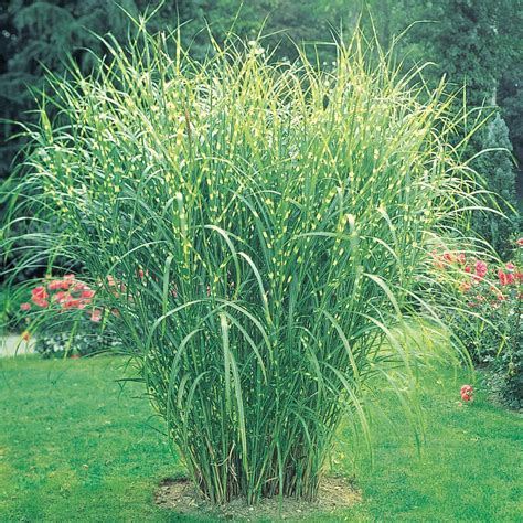 Zebra Grass Plants Bulbs Seeds At Lowes