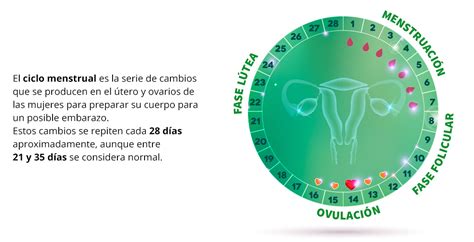 telescopio Comunismo Mono menstruación ciclo menstrual regla suficiente Natura Armario