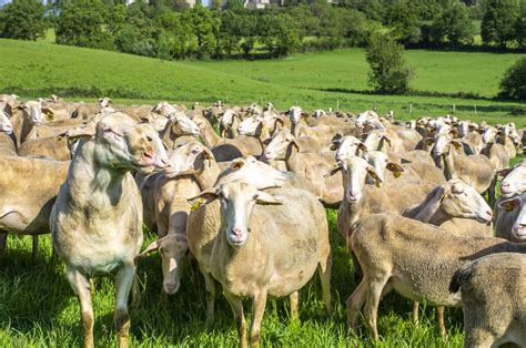 Lacaune Viande Lait La Plateforme Fran Aise De La Laine