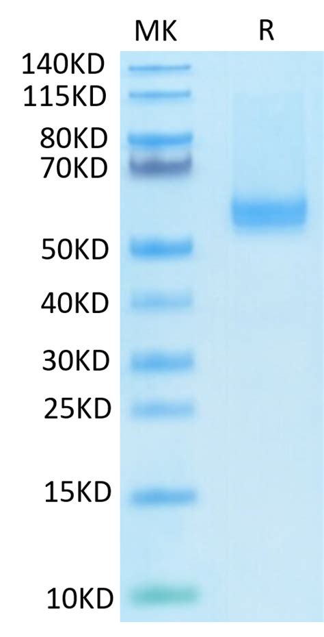 Biotinylated Human BAFF TNFSF13B CD257 Trimer Protein Recombinant