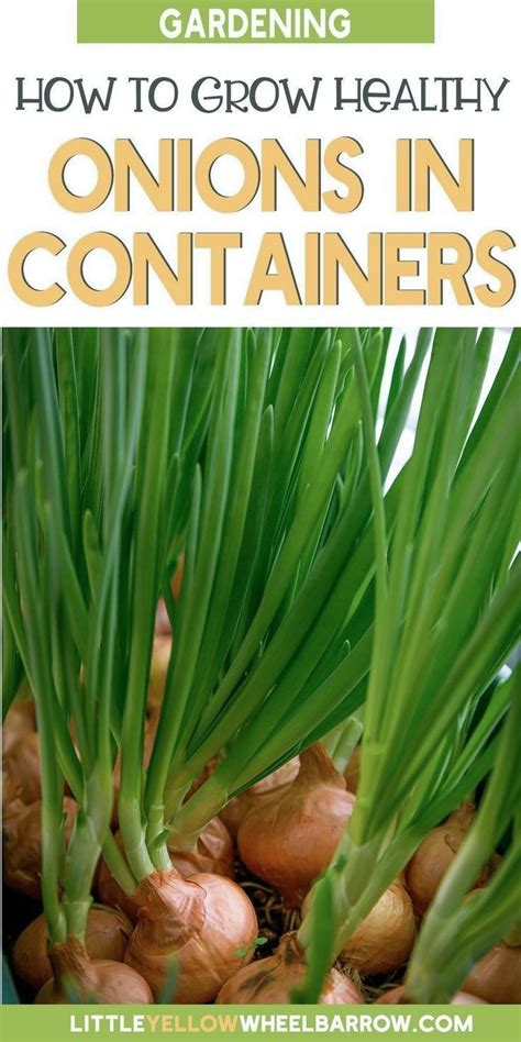 How To Grow Onions In Containers Expert Tips And Techniques In