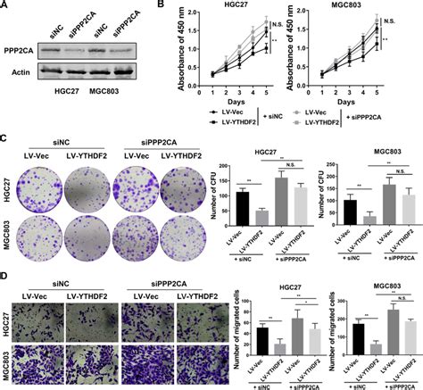 PPP2CA Mediated The Tumor Suppressive Functions Of YTHDF2 In GC A The