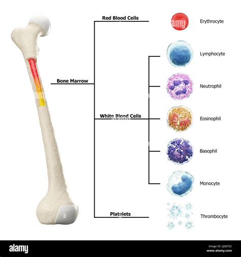 Bone Marrow And Blood Cells Formation Diagram Hematopoiesis Femur