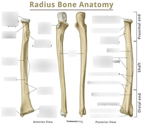 Le Radius Et Le Cubitus Ulna Diagram Quizlet