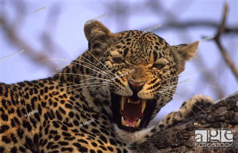 South Africa Krüger Nationalpark leopard Panthera pardus tree lie