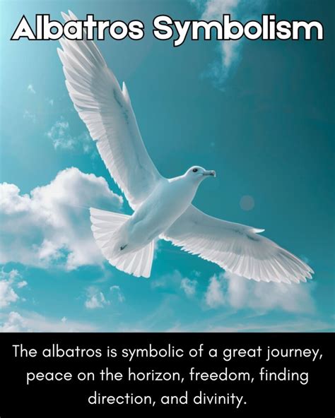 Albatross Symbolism and Metaphor (7 Meanings) - Dreams, Sightings ...