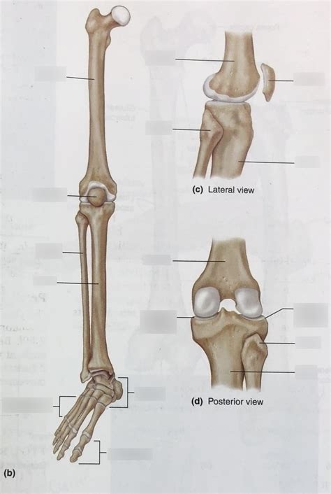 Honors Anatomy And Physiology Figure 7 50 Diagram Quizlet