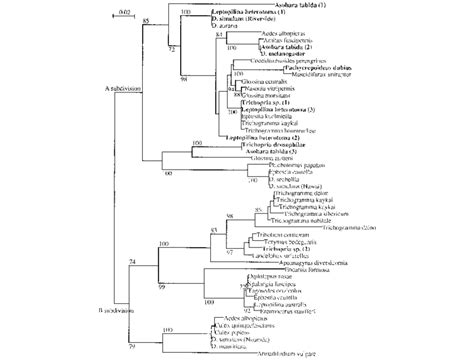 Phylogenetic Tree Of Wolbachia Based On A Base Sequence Of The