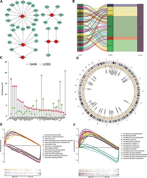 Frontiers Construction And Validation Of A Ferroptosis Related LncRNA