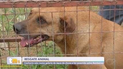 Cachorro Resgatado Ap S Cair Em Galeria De Gua Pluvial Em Sorocaba