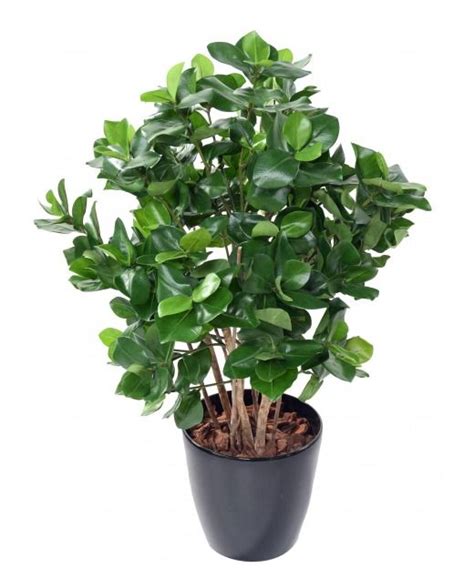 A Potted Plant With Green Leaves In It