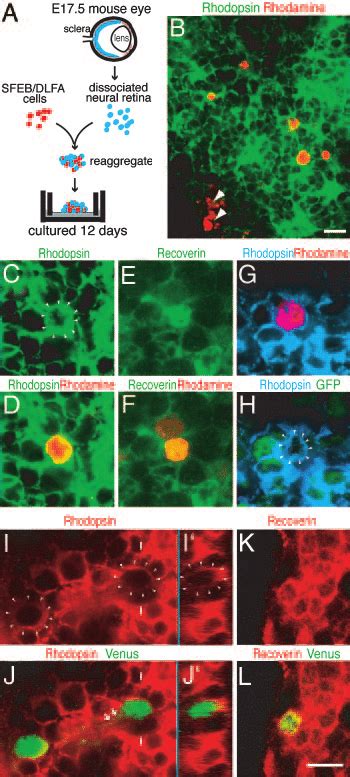 Integration Of Rhodopsin Cells Into The Outer Nuclear Layer A