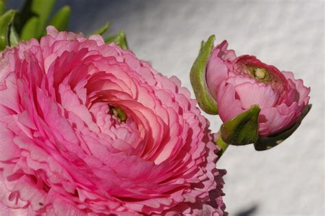 Hahnenfuß Ranunkel Ranunculus Kostenloses Foto auf Pixabay Pixabay