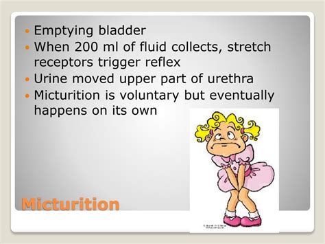 Ppt Chapter 15 Urinary System Powerpoint Presentation Free Download Id 1889968