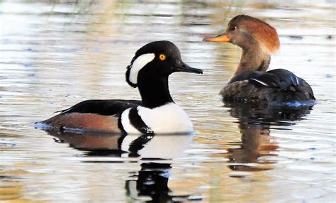 Hooded Merganser – Iowa’s Other Tree Duck - Iowa Wildlife Federation