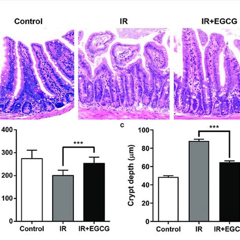 EGCG Attenuates Radiation Induced Intestinal Injury In Mice A