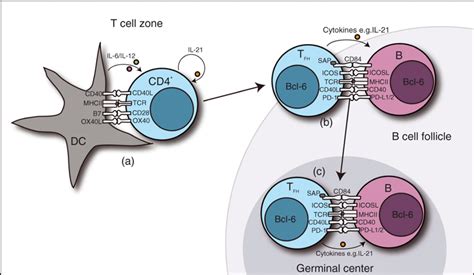 The Regulation And Role Of T Follicular Helper Cells In Immunity