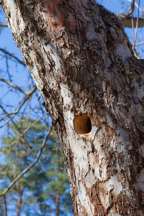 Woodpecker Nest in Apple Tree Stock Photo - Image of spot, rind: 57266618