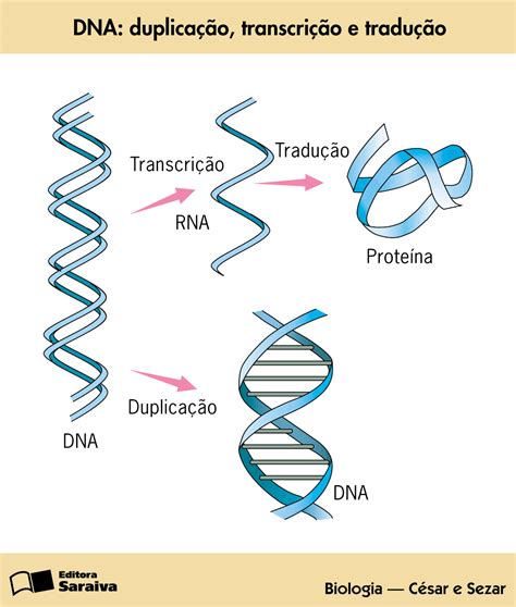 Replicação Transcrição E Tradução