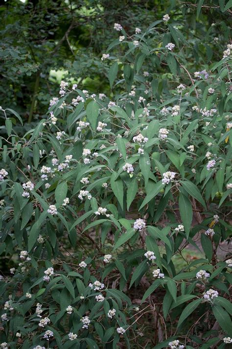 Hydrangea involucrata - Définition et Explications