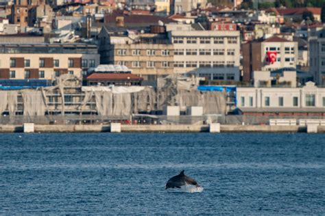 Ucraina Strage Di Delfini Nel Mar Nero A Causa Della Guerra Tag43