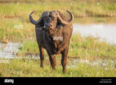 Cape Buffalo Standing In Long Grass Stock Photo Alamy