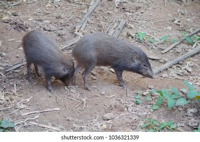 Pair Critically Endangered Pygmy Hog Pygmy Stock Photo 1036321339 ...