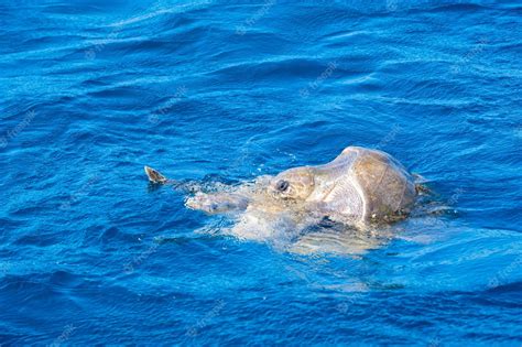 Premium Photo Olive Ridley Sea Turtles Or Lepidochelys Olivacea Performs Mating Ritual